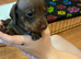 REDUCED KC miniature dachshund READY TO LEAVE NOW