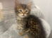 Adorable kittens looking for a loving home