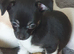 Chihuahua puppies ready now Alford Lincolnshire