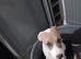 Female staffy x lab