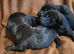 Shar-Pei Cockerpoo