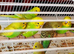 10 Beautiful yellow/green baby budgies for sale !