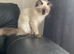 Female ragdoll 8months old