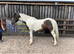 Wanted Sole use field for ponies in the wareham, bere regis, wool area.