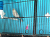 Young canaries
