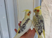 Super silly hand tamed baby cockatiels