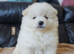 4 Boys pomeranian baby's