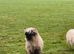 Valais blacknose ram