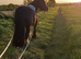 Stunning 15hh cob, 8 years old