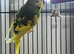 Budgie & cage