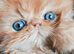 3 red tabby male persian kittens