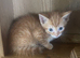Beautiful kittens ready now