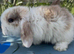 1 baby male mini lop left