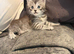 Mainecoon kitten