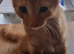 Multiple kittens available to go to their forever homes