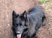 Hi I have 2 beautiful kc German Shepherd girls lift