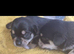 3 males jackawawa pups for sale