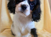 Beautiful Cavaliers for sale