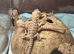 Baby bearded dragons