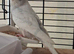 Budgie (female)