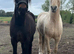 Rolo 4yr old Irish draught x cob gelding