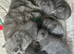 (One left boy and one girl left )have first litter of five amazing Bsh blues kittens(one boy left)