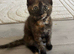 2 kittens available