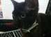 Elegant All‑Black Kitten — Lap‑Loving, People‑Focused, Ready for a Forever Home