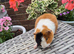 Baby Guinea Pig Sows Teddy Crested Smooth