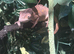 2 female panther chameleons