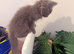 Maine coon