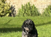 4 gorgeous poodle puppies for sale