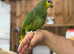 Orange winged amazon