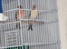 Siberian Goldfinch muling pair