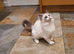 Beautiful GCCF Registered Ragdoll Kitten.