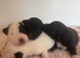 Patterjack puppies for sale