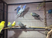 Beautiful budgies for sale