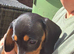 2 stunning Daxi ready to leave