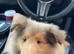 Sable and White RKC Rough Collie