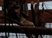 Proven Diamond Dove pair with 1 of their fledged chicks