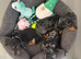 PRA Clear miniature dachshund puppies