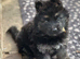 GORGEOUS LITTER OF GERMAN SHEPHERD PUPPIES