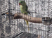 Beautiful baby Alexandrine parrot talking parrot