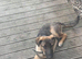 Young German shepherd looking for forever home