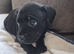 Just one puppy left!! Puppy number 3
