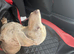 Dachshund for a new loving home