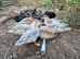 Various Domestic and Wildfowl Available