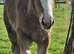 Traditional colt foal