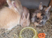 Beautiful little dwarf cross baby rabbits