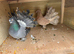 Indian fantails